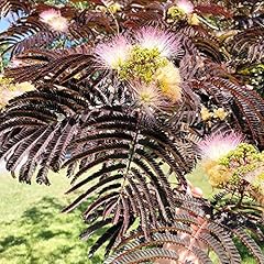 Chocolate mimosa seeds for sale  Delivered anywhere in USA 