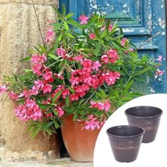 Yougarden premium oleander for sale  Delivered anywhere in UK