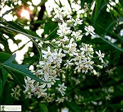 Live neem trees for sale  Delivered anywhere in USA 