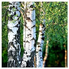 100 silver birch for sale  Delivered anywhere in UK