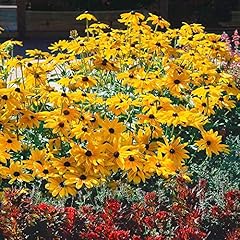 Outsidepride indian summer for sale  Delivered anywhere in USA 