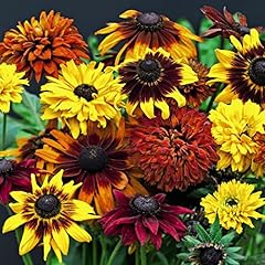 Rudbeckia coneflower black for sale  Delivered anywhere in UK