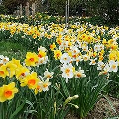 Daffodils naturalising mix for sale  Delivered anywhere in UK