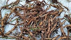 Hop rhizomes brewer for sale  Delivered anywhere in USA 