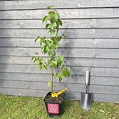Silver birch tree for sale  Delivered anywhere in UK