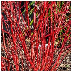 Cornus alba red for sale  Delivered anywhere in UK