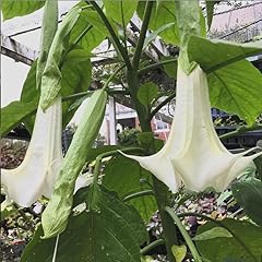 Brugmansia angel trumpet for sale  Delivered anywhere in USA 