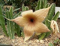 Stapelia gigantea incroyable d'occasion  Livré partout en France