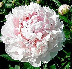 Sarah bernhardt peony for sale  Delivered anywhere in USA 