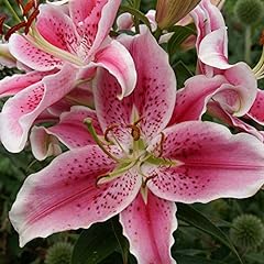 Large oriental stargazer for sale  Delivered anywhere in UK