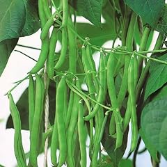 Bean seeds blue for sale  Delivered anywhere in UK