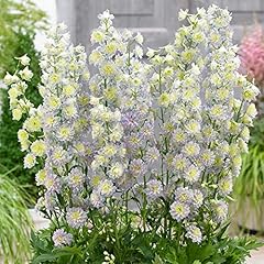 Delphinium highlander moonligh for sale  Delivered anywhere in UK