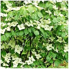 Cornus kousa var. for sale  Delivered anywhere in UK