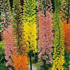 Eremurus mixed colours for sale  Delivered anywhere in UK