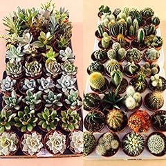 Succulent cactus plant for sale  Delivered anywhere in Ireland