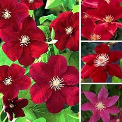 Clematis dark red for sale  Delivered anywhere in UK