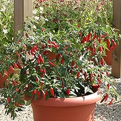 Chilli pepper apache for sale  Delivered anywhere in UK