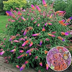 Butterfly bush flower for sale  Delivered anywhere in Ireland