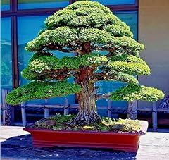 Japanese red cedar for sale  Delivered anywhere in USA 