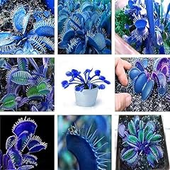Blue venus flytrap for sale  Delivered anywhere in USA 