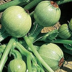 Zucchino tondo nizza usato  Spedito ovunque in Italia 