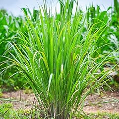 Carex greenwell garden for sale  Delivered anywhere in UK