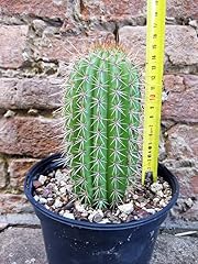Trichocereus grandiflorus hybr usato  Spedito ovunque in Italia 