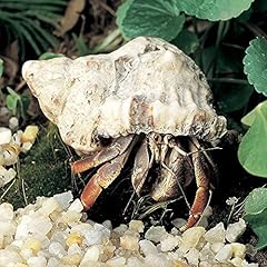 Land hermit crab for sale  Delivered anywhere in USA 