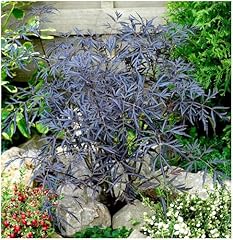 Growon shrubs litre for sale  Delivered anywhere in UK