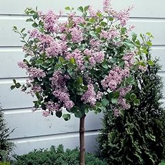 Pair standard lilac for sale  Delivered anywhere in UK
