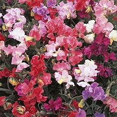 Dwarf sweet pea for sale  Delivered anywhere in UK