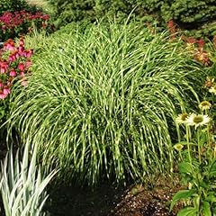 Ornamental grass seedlings for sale  Delivered anywhere in USA 
