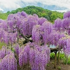 Glicine wisteria pianta usato  Spedito ovunque in Italia 