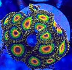 Coralslover live saltwater for sale  Delivered anywhere in USA 