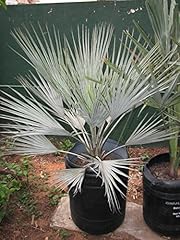 Seeds brahea sp. d'occasion  Livré partout en Belgiqu