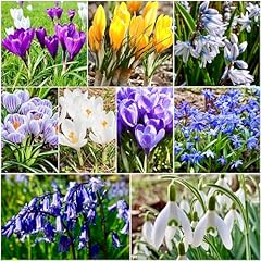 Woodland naturalising bulbs for sale  Delivered anywhere in UK