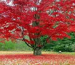 Froze red maple for sale  Delivered anywhere in USA 