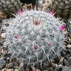 Mammillaria albata cacti for sale  Delivered anywhere in USA 