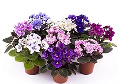 African violet saintpaulia for sale  Delivered anywhere in UK