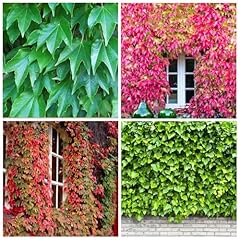 100 seed ivy for sale  Delivered anywhere in USA 
