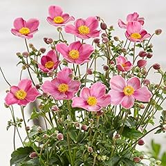Anemone plant fantasy for sale  Delivered anywhere in UK