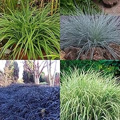 Ornamental grasses garden for sale  Delivered anywhere in UK