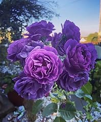 Strong fragrance minerva for sale  Delivered anywhere in UK