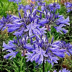 Agapanthus blue clusters for sale  Delivered anywhere in Ireland
