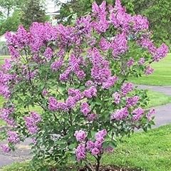 Tree seeds online for sale  Delivered anywhere in UK
