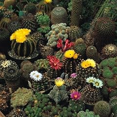 Seed flower cactus for sale  Delivered anywhere in UK