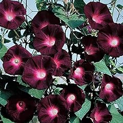 Ipomoea morning glory for sale  Delivered anywhere in UK