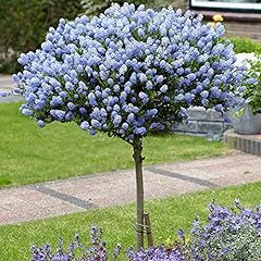 Garden hardy ceanothus for sale  Delivered anywhere in UK