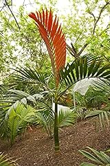 Red flame palm for sale  Delivered anywhere in USA 
