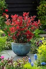 Photinia fraseri little usato  Spedito ovunque in Italia 